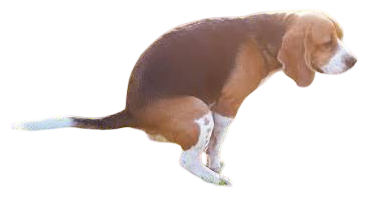 Dog pooping Blank Meme Template