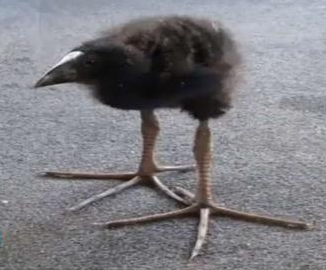 Kiwi bird Blank Meme Template