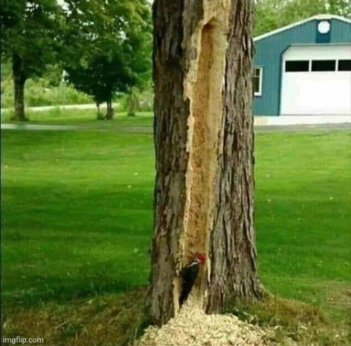 Chrisjoines1 Blank Meme Template