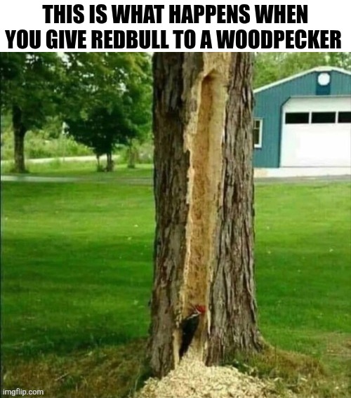 This Is What Happens When You Give Redbull To A Woodpecker | This is what happens when you give redbull to a woodpecker | image tagged in chrisjoines1 | made w/ Imgflip meme maker