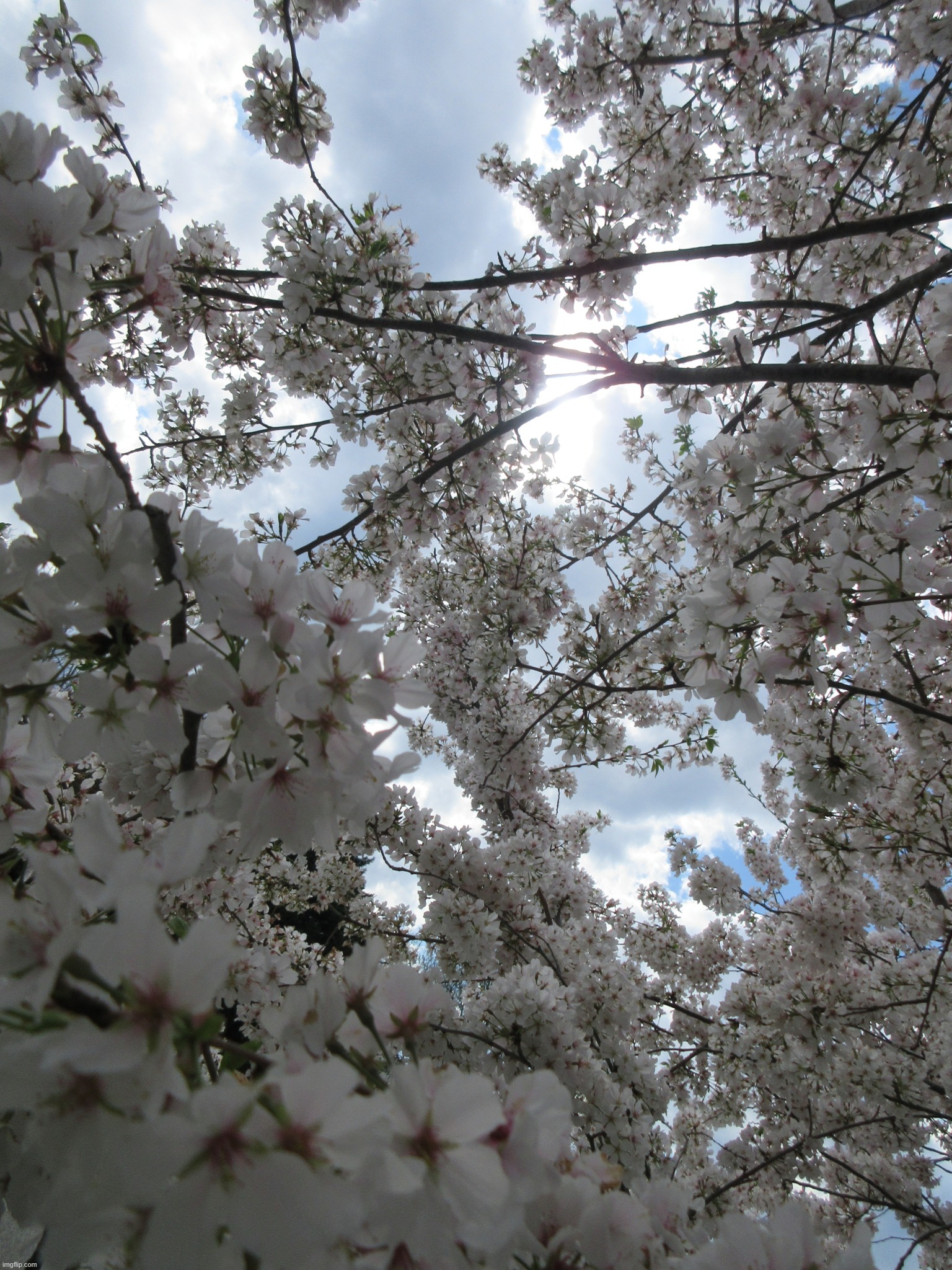 im a professional photographer now fr | made w/ Imgflip meme maker