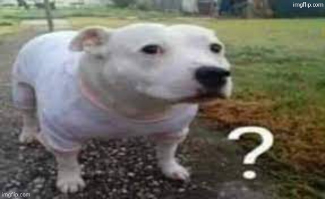 Dog question mark | image tagged in dog question mark | made w/ Imgflip meme maker