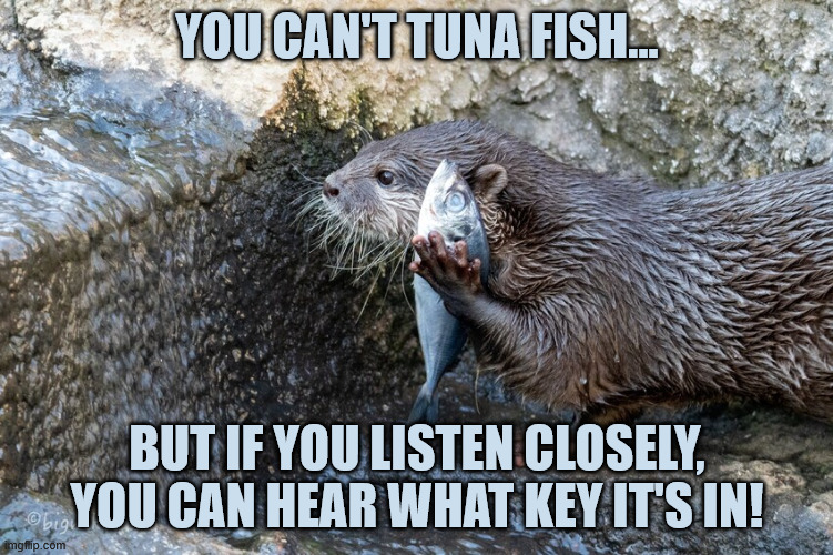 Tuna fish | you can't tuna fish... but if you listen closely, you can hear what key it's in! | image tagged in otter,otters,tuna | made w/ Imgflip meme maker