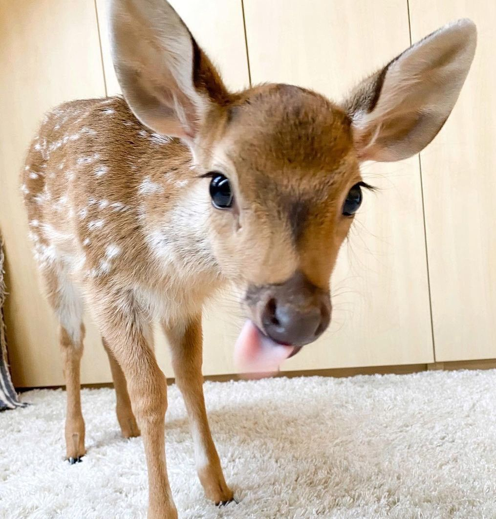 deer Blank Meme Template