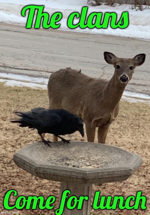The clans; Come for lunch | image tagged in animals | made w/ Imgflip meme maker