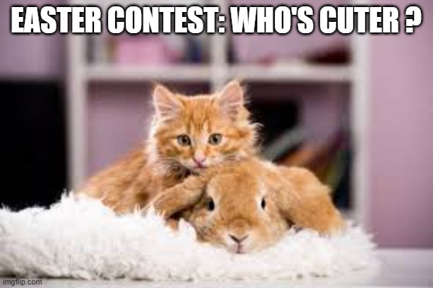Easter Contest: Who's cuter, the kitten or the bunny? | Easter contest: Who's cuter ? | image tagged in funny,humor,easter,cat,kittens,bunny | made w/ Imgflip meme maker