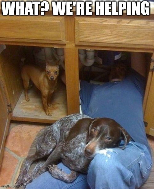 What? We're Helping | What? We're helping | image tagged in chrisjoines1 | made w/ Imgflip meme maker