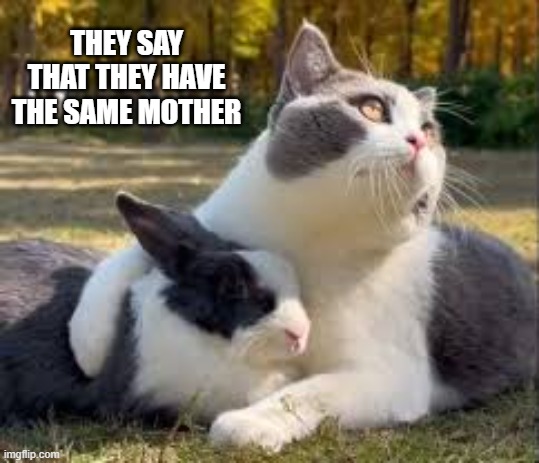 The cat and the Easter bunny say that they have the same mother. | They say that they have the same mother | image tagged in funny,humor,cat,kittens,easter,bunny | made w/ Imgflip meme maker