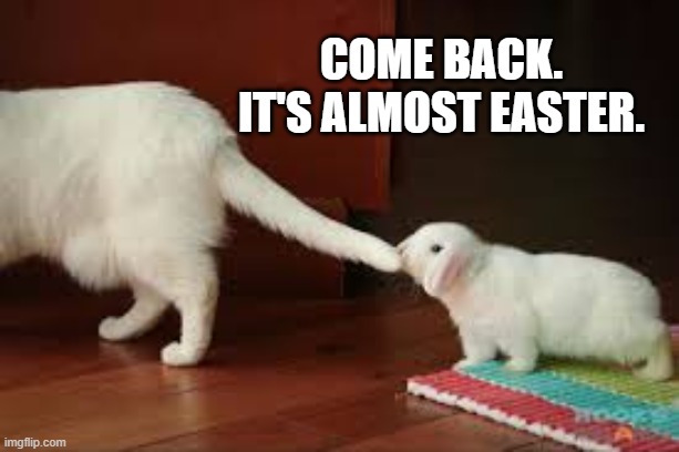 Bunny tells cat to come back because it's almost Easter.f | Come back. It's almost Easter. | image tagged in funny,humor,easter,cat,kittens,bunny | made w/ Imgflip meme maker