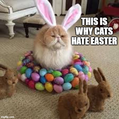 This picture shows why cats hate Easter.   --  funny  -- | This is why cats hate easter | image tagged in funny,humor,cat,kittens,easter,costume | made w/ Imgflip meme maker