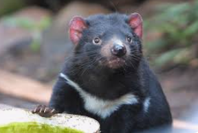 Tasmanian Devil Blank Meme Template