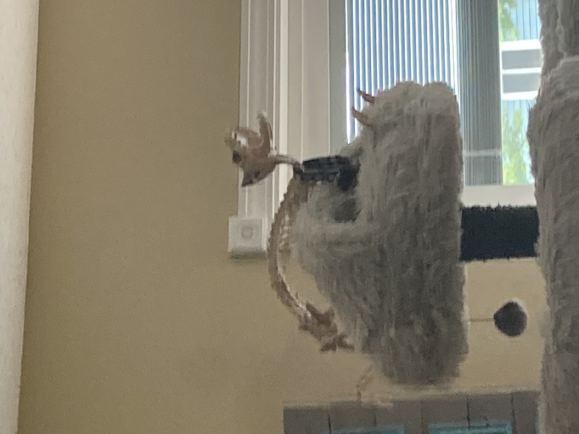 Screaming bone cat Blank Meme Template