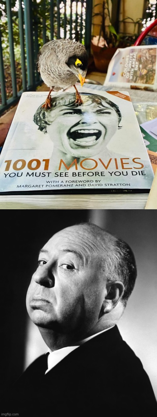 Bird Looking at Birds | image tagged in alfred hitchcock,birds,bird,horror,horror movie | made w/ Imgflip meme maker