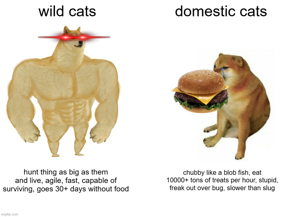 why are my cats like this | wild cats; domestic cats; hunt thing as big as them and live, agile, fast, capable of surviving, goes 30+ days without food; chubby like a blob fish, eat 10000+ tons of treats per hour, stupid, freak out over bug, slower than slug | image tagged in memes,buff doge vs cheems | made w/ Imgflip meme maker