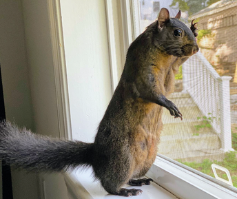 Squirrel Bye Blank Meme Template