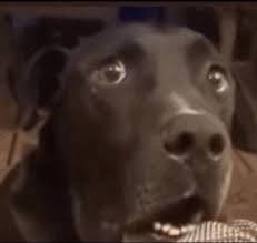 Dog scared/shocked Blank Meme Template