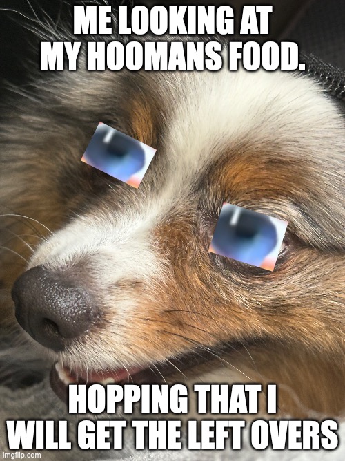 pom | Me looking at my hoomans food. Hopping that i will get the left overs | made w/ Imgflip meme maker