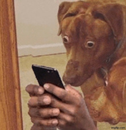 dogs staring at phone in suprise | image tagged in dogs staring at phone in suprise | made w/ Imgflip meme maker