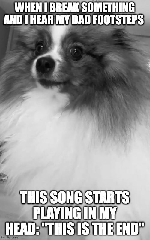 pom | when i break something and i hear my dad footsteps; this song starts playing in my head: "this is the end" | image tagged in dog | made w/ Imgflip meme maker