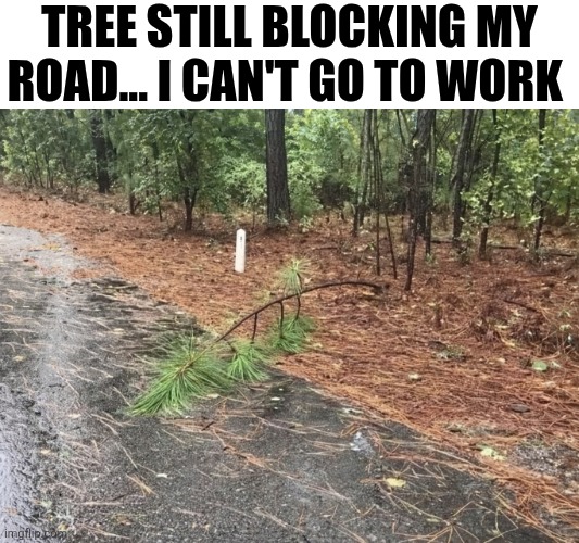 Tree Still Blocking My Road | Tree still blocking my road... I can't go to work | image tagged in chrisjoines1 | made w/ Imgflip meme maker