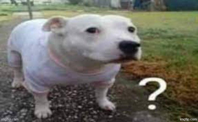 Dog question mark | image tagged in dog question mark | made w/ Imgflip meme maker