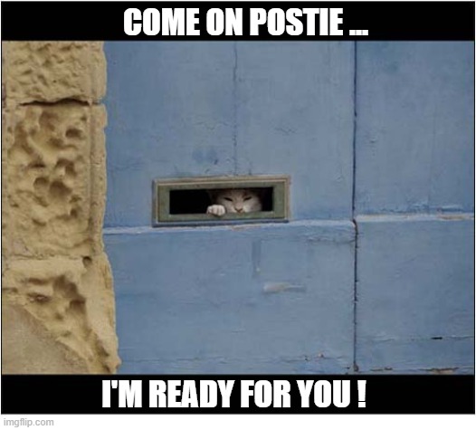 And Now We Wait ... | Come On Postie ... I'm ready For You ! | image tagged in cats,waiting,postman,mailman,letterbox | made w/ Imgflip meme maker