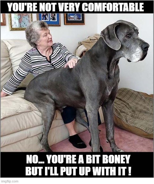 My Concern Is For The Dog ! | You're Not Very Comfortable; No... You're a bit boney but I'll put up with it ! | image tagged in dogs,great dane,sitting,uncomfortable | made w/ Imgflip meme maker
