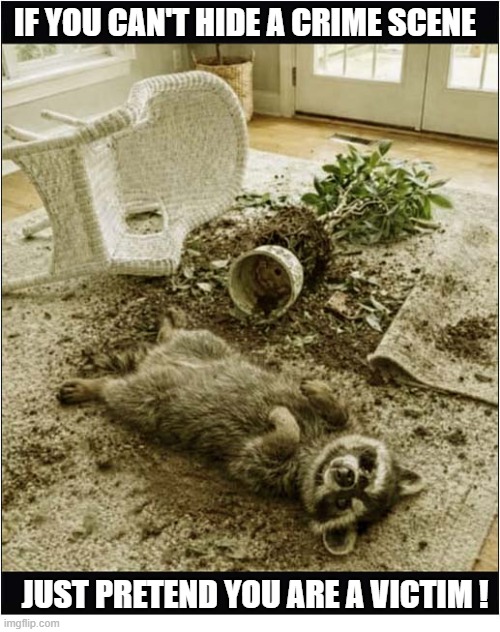 Call CSI ! | If you can't hide a crime scene; just pretend you are a victim ! | image tagged in csi,raccoon,crime scene | made w/ Imgflip meme maker