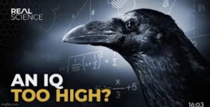 An Iq too high? | image tagged in an iq too high | made w/ Imgflip meme maker