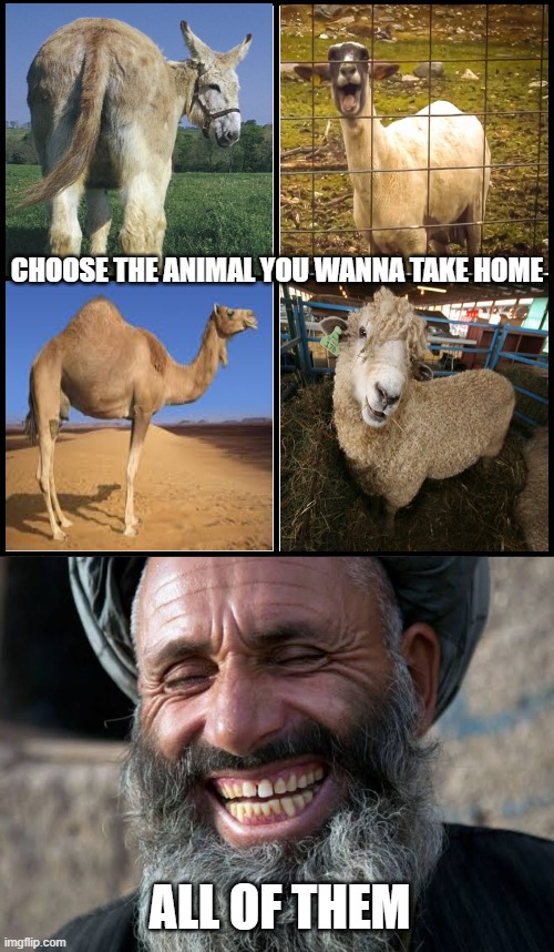 IYKYK | Choose the animal you wanna take home; all of them | image tagged in blank drake format,taliban laugh | made w/ Imgflip meme maker