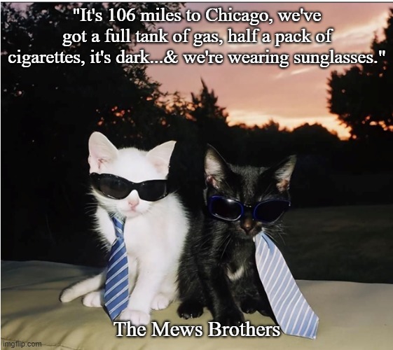 The Mews Brothers | "It's 106 miles to Chicago, we've got a full tank of gas, half a pack of cigarettes, it's dark...& we're wearing sunglasses."; The Mews Brothers | image tagged in cats | made w/ Imgflip meme maker