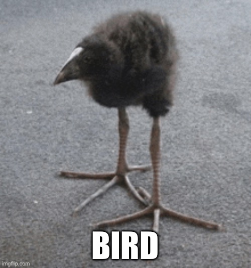 Burd | 🦅 | image tagged in birds,bird | made w/ Imgflip meme maker