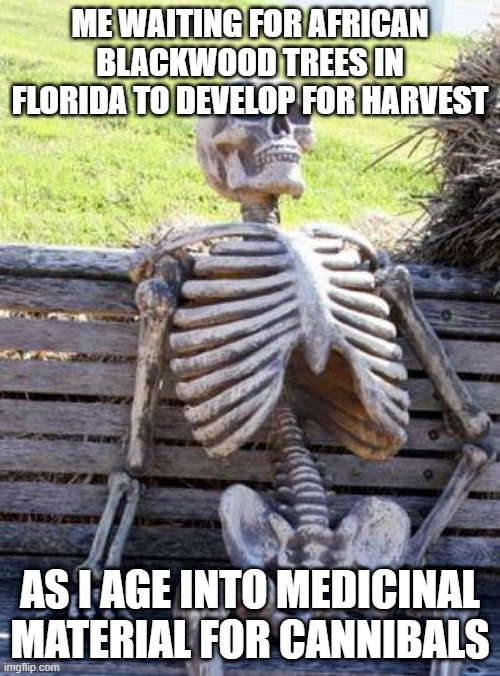 So they're growing them in several states right now, good luck! | me waiting for african blackwood trees in florida to develop for harvest; as i age into medicinal material for cannibals | image tagged in memes,waiting skeleton,african blackwood,trees,luxury | made w/ Imgflip meme maker