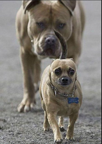 scared puppy Blank Meme Template