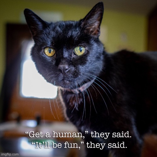 Get A Human They Said | image tagged in cats,it will be fun they said,funny cats,humans,i'm surrounded by idiots,black cat | made w/ Imgflip meme maker