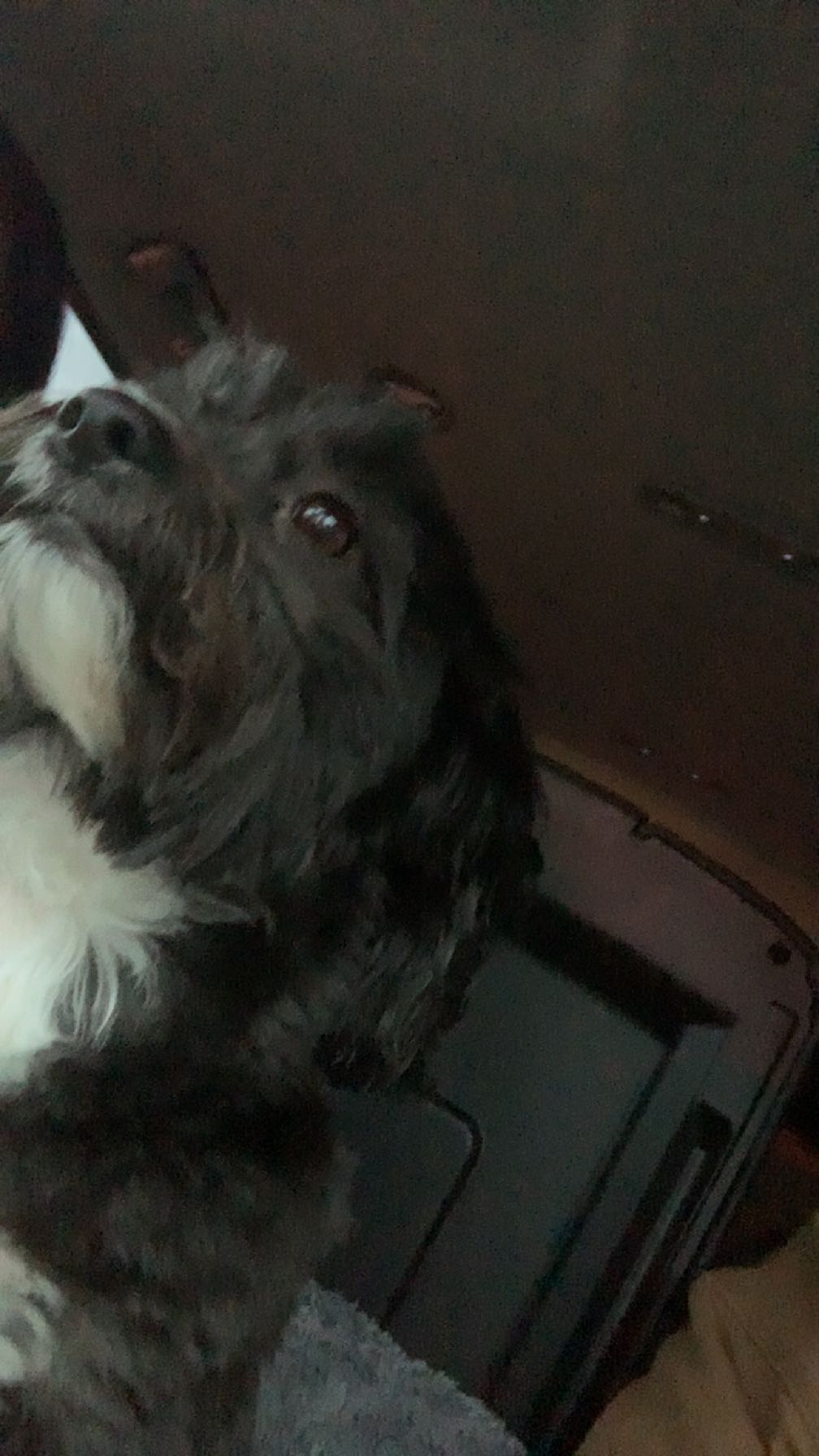 Trying not to laugh dog Blank Meme Template