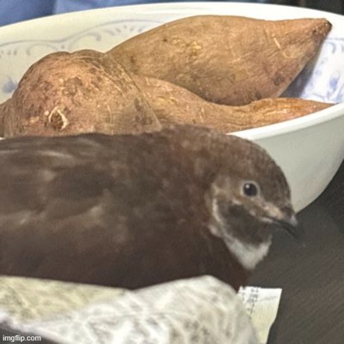 image tagged in shitpost | made w/ Imgflip meme maker