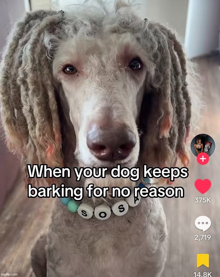 aye bredren a wruff wruff for a bwoy ya man | made w/ Imgflip meme maker