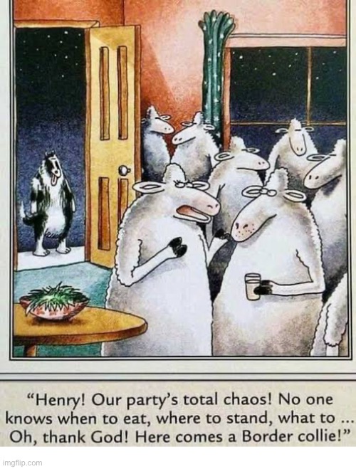 Sheep dog to the rescue! | image tagged in the far side,comics,party,chaos,border collie,sheep | made w/ Imgflip meme maker
