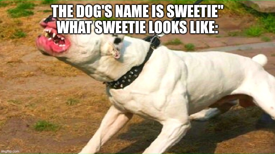 pit bull | The dog's name is Sweetie" What sweetie looks like: | image tagged in pit bull | made w/ Imgflip meme maker