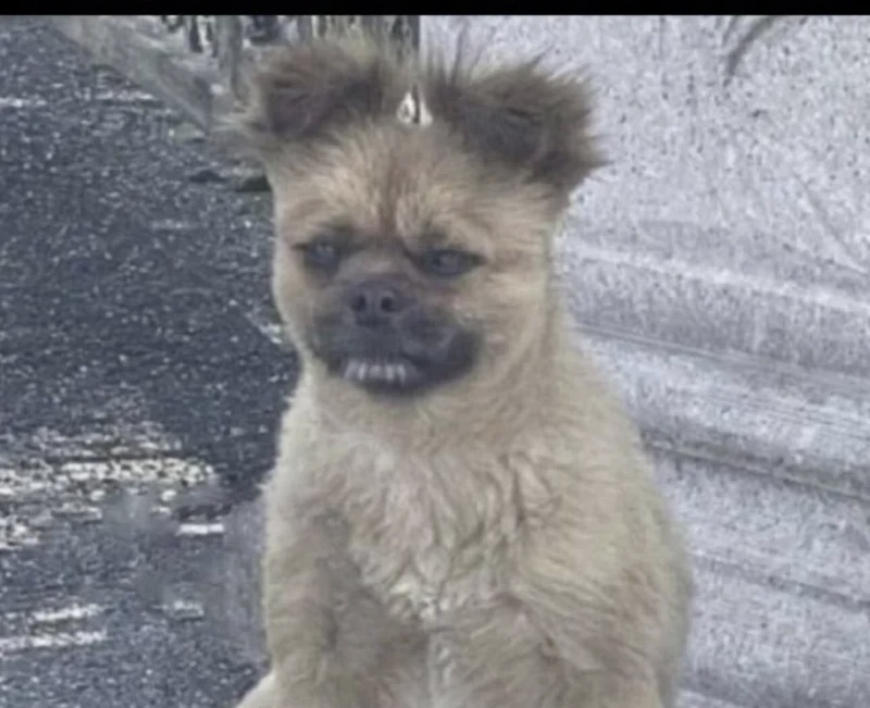 Wasted dog Blank Meme Template