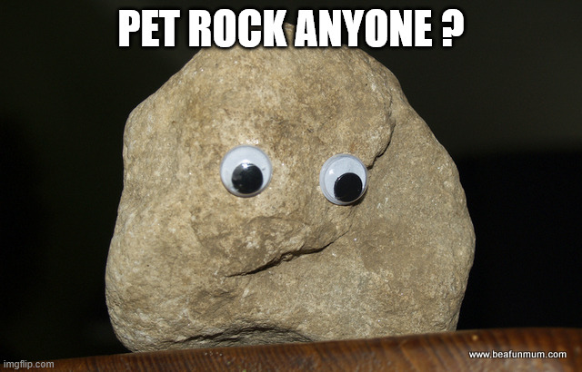 pet rock anyone ? | image tagged in pet rock | made w/ Imgflip meme maker