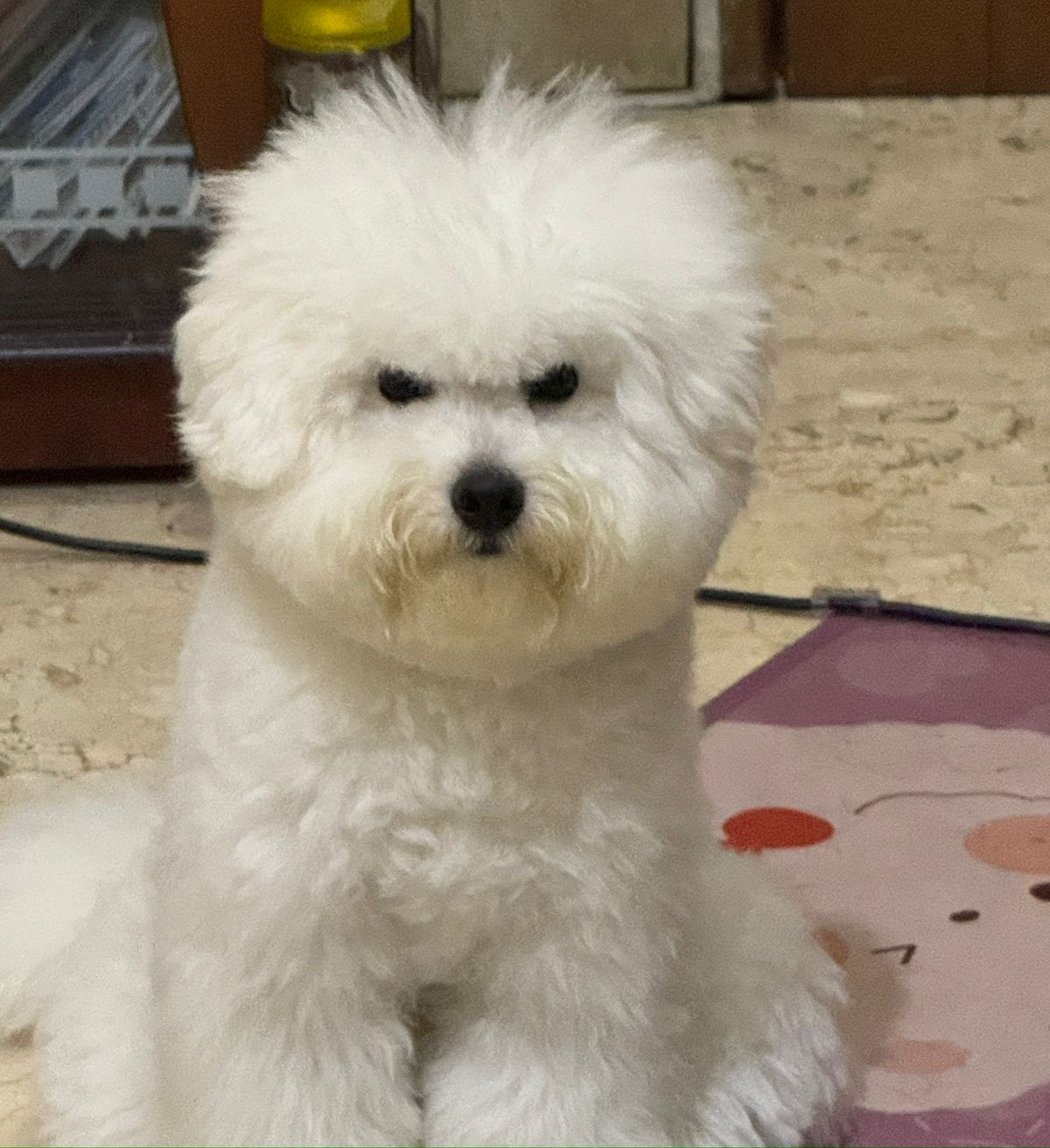 dog Blank Meme Template