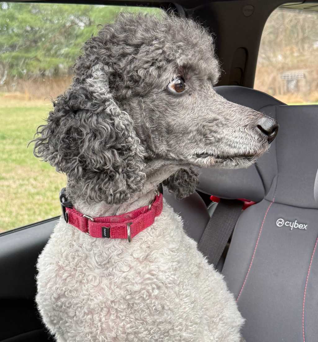 Nervous poodle Blank Meme Template