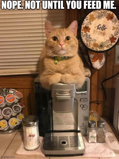 Nope. Not Until You Feed Me. | Nope. Not until you feed me. | image tagged in chrisjoines1 | made w/ Imgflip meme maker