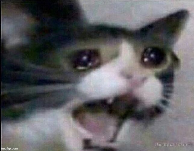 gato chorando | image tagged in gato chorando | made w/ Imgflip meme maker