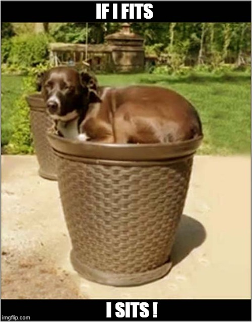 He Couldn't Resist ! | If I Fits; I Sits ! | image tagged in dog,plant pot,fits,sits | made w/ Imgflip meme maker
