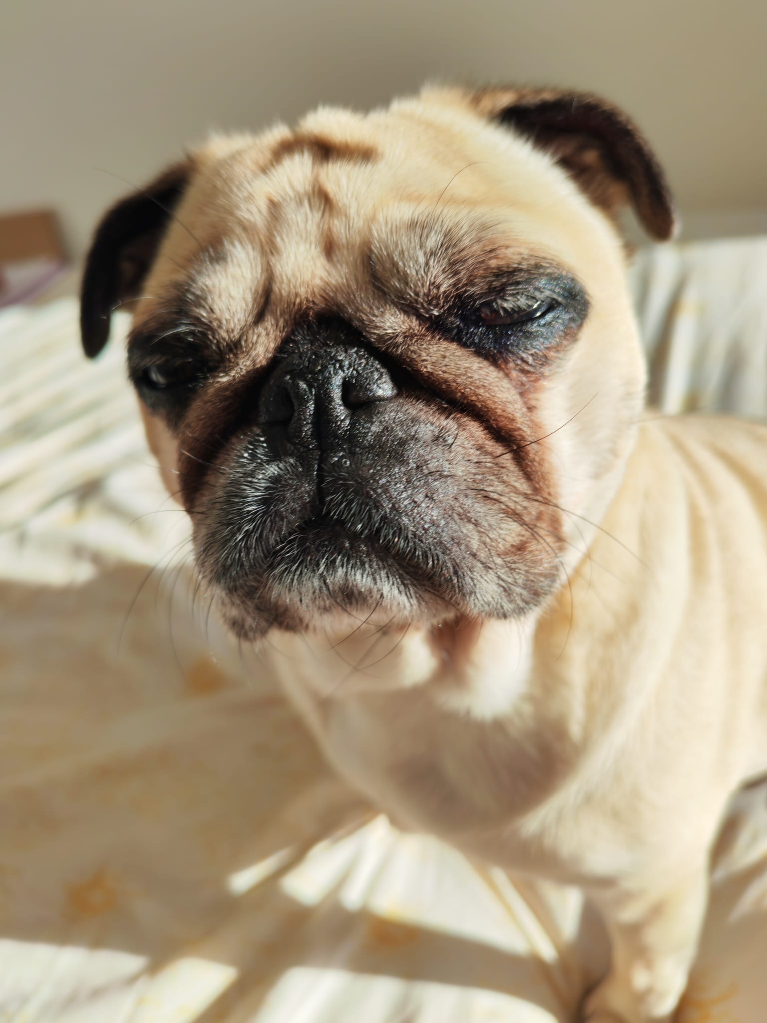 Pixie the Pug Blank Meme Template