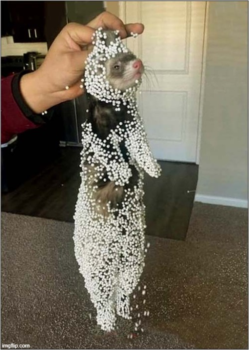 A 'Static' Ferrret Doesn't Move ! | image tagged in ferret,static,play on words | made w/ Imgflip meme maker