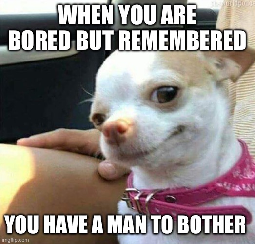 He won’t see it coming | When you are bored but remembered; You have a man to bother | image tagged in chihuahua smirk | made w/ Imgflip meme maker